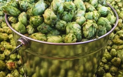 Pearl Street Brewery is now collecting hops for its 2021 Backyard Hop Harvest
